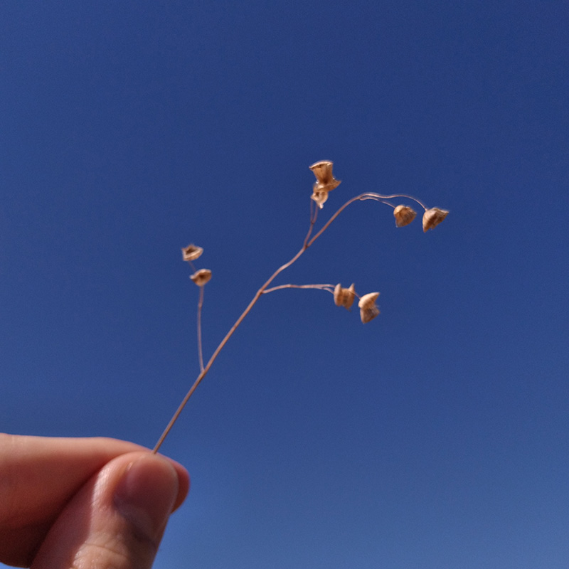 Photograph of Circular Grass Field